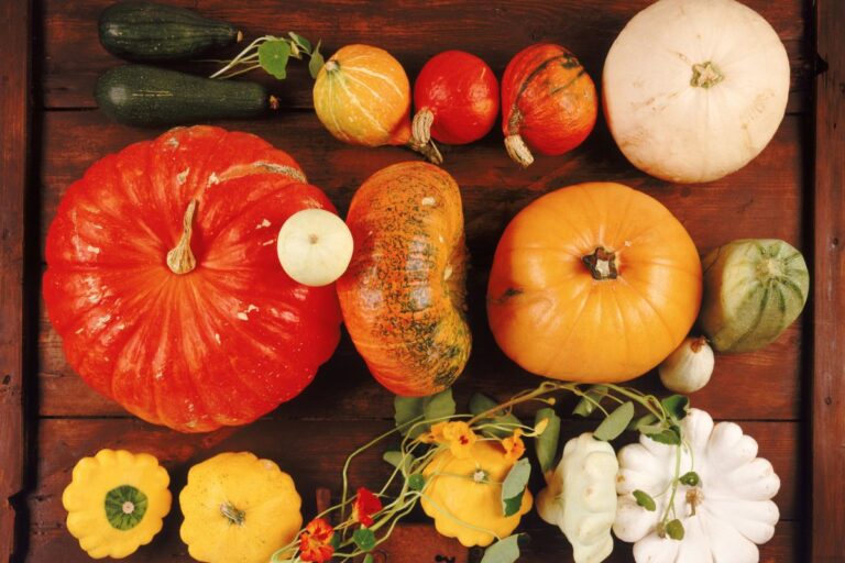 Abóbora prende ou solta o intestino? Tudo vai depender do tipo dela 5 abóbora prende ou solta o intestino.