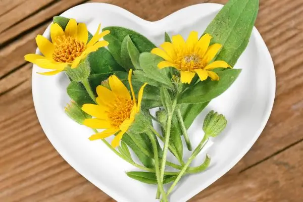 Arnica: benefícios, usos, efeitos e cuidados para a saúde e beleza 2 Arnica.