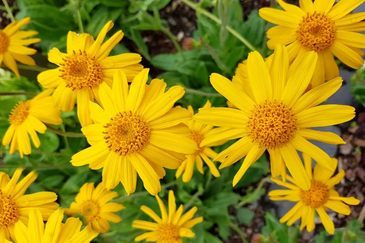 Arnica: benefícios, usos, efeitos e cuidados para a saúde e beleza 1 arnica.