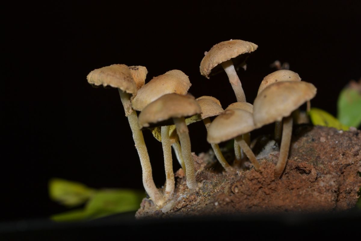 Cogumelos mágicos: a ciência por trás dos efeitos da psilocibina no cérebro 1 Cogumelos mágicos.