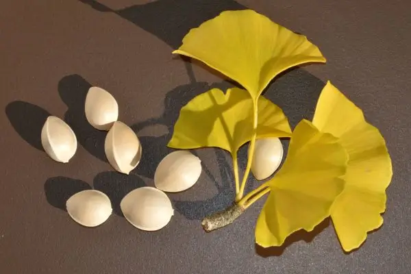 Ginkgo biloba faz mal para o fígado? Alerta para quem usa suplementos naturais 2 folhas de ginkgo biloba.