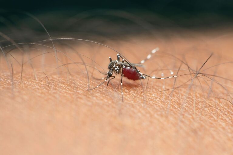 Você reconheceria os primeiros sintomas da dengue? Casos passam de 1 milhão no Brasil 1 primeiros sintomas de dengue.