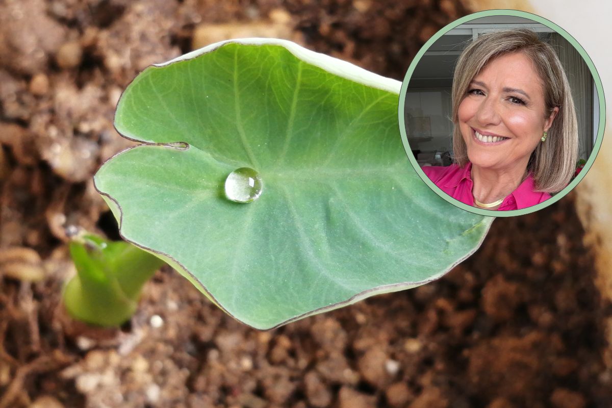 Biodiversidade no prato: como alimentos da Mata Atlântica podem fortalecer sua saúde e o meio ambiente 1 alimentos da mata atlântica.