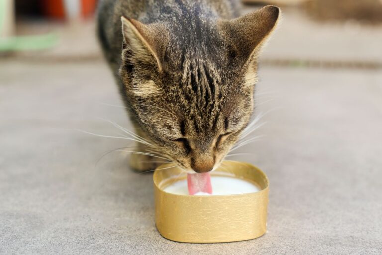 Por que o leite não deve fazer parte da dieta dos gatos, segundo especialistas 1 Gato pode tomar leite.