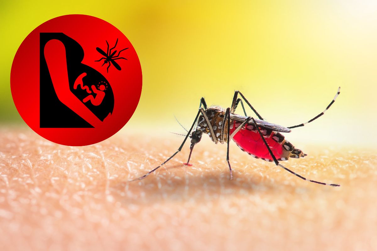 Como solicitar indenização por zika vírus: veja quem tem direito e como pedir 1 Como solicitar indenização por zika vírus.
