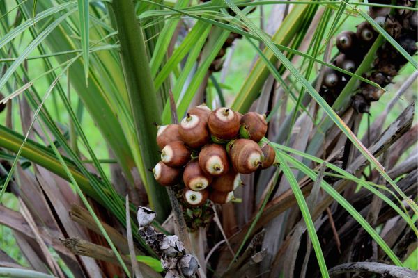 Óleo de babaçu: benefícios, usos e como aproveitar ao máximo esse tesouro natural 2 babaçu in natura.