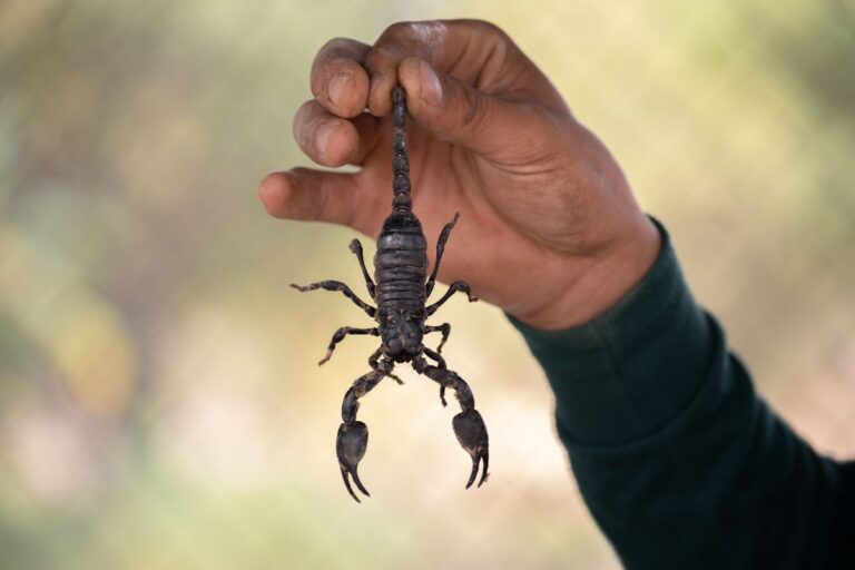 Pesquisadores encontram em escorpião da Amazônia esperança contra o câncer de mama 1 Escorpião da Amazônia para o câncer de mama.