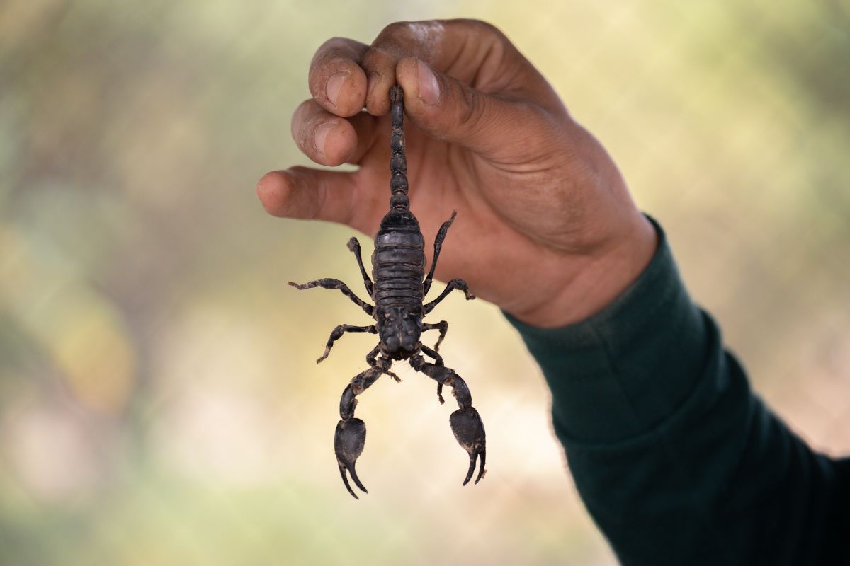 Pesquisadores encontram em escorpião da Amazônia esperança contra o câncer de mama 1 Escorpião da Amazônia para o câncer de mama.