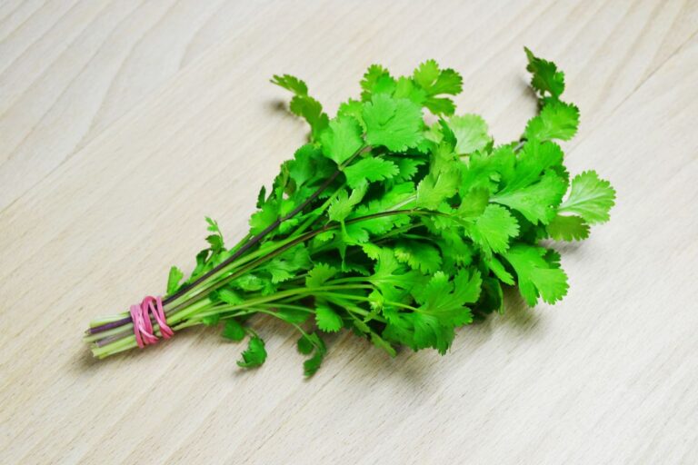 Descubra como conservar o coentro na geladeira e fazer durar mais tempo 8 como conservar o coentro na geladeira.