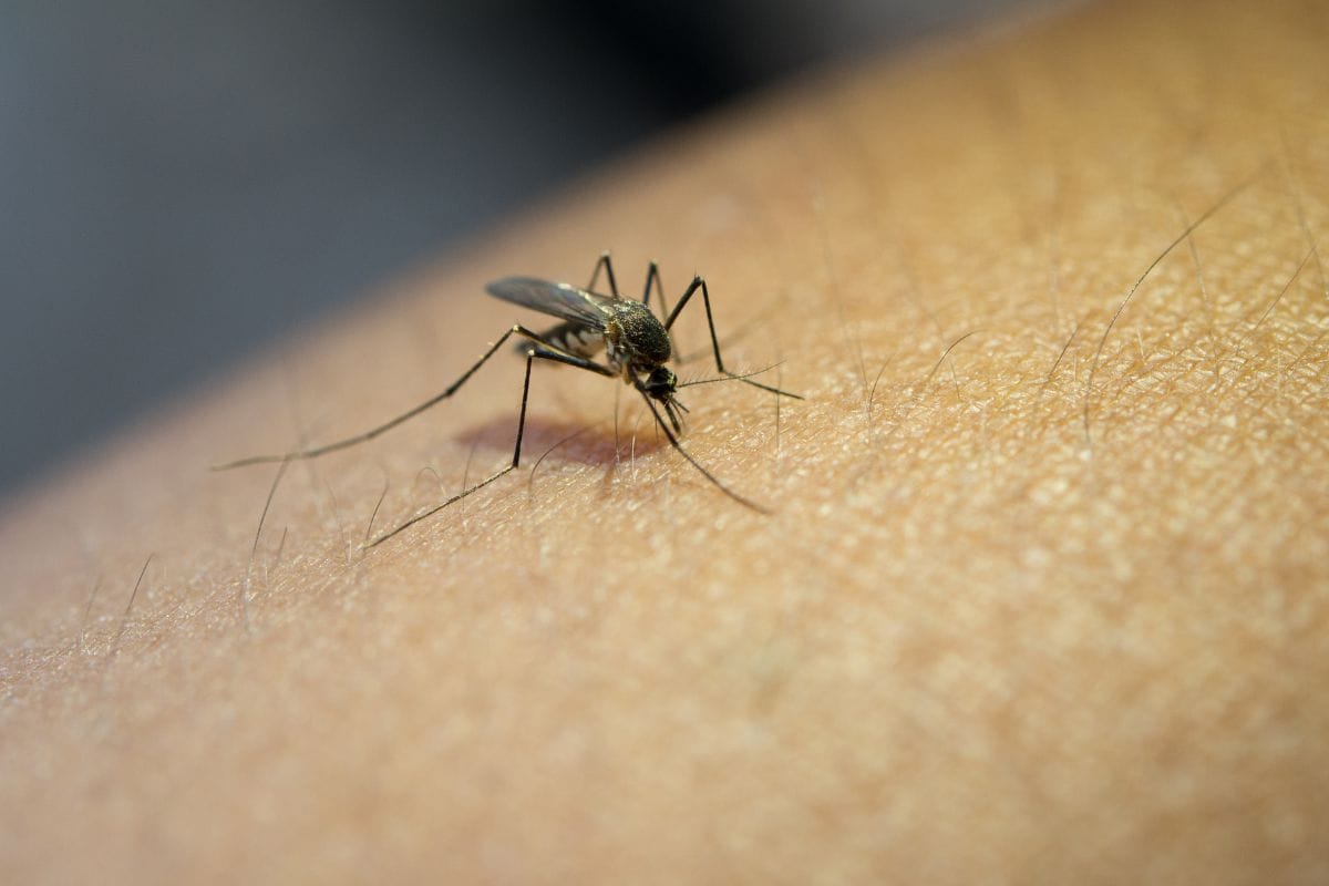 Mosquito quase invisível espalha nova ameaça no Brasil 1 Febre oropouche.