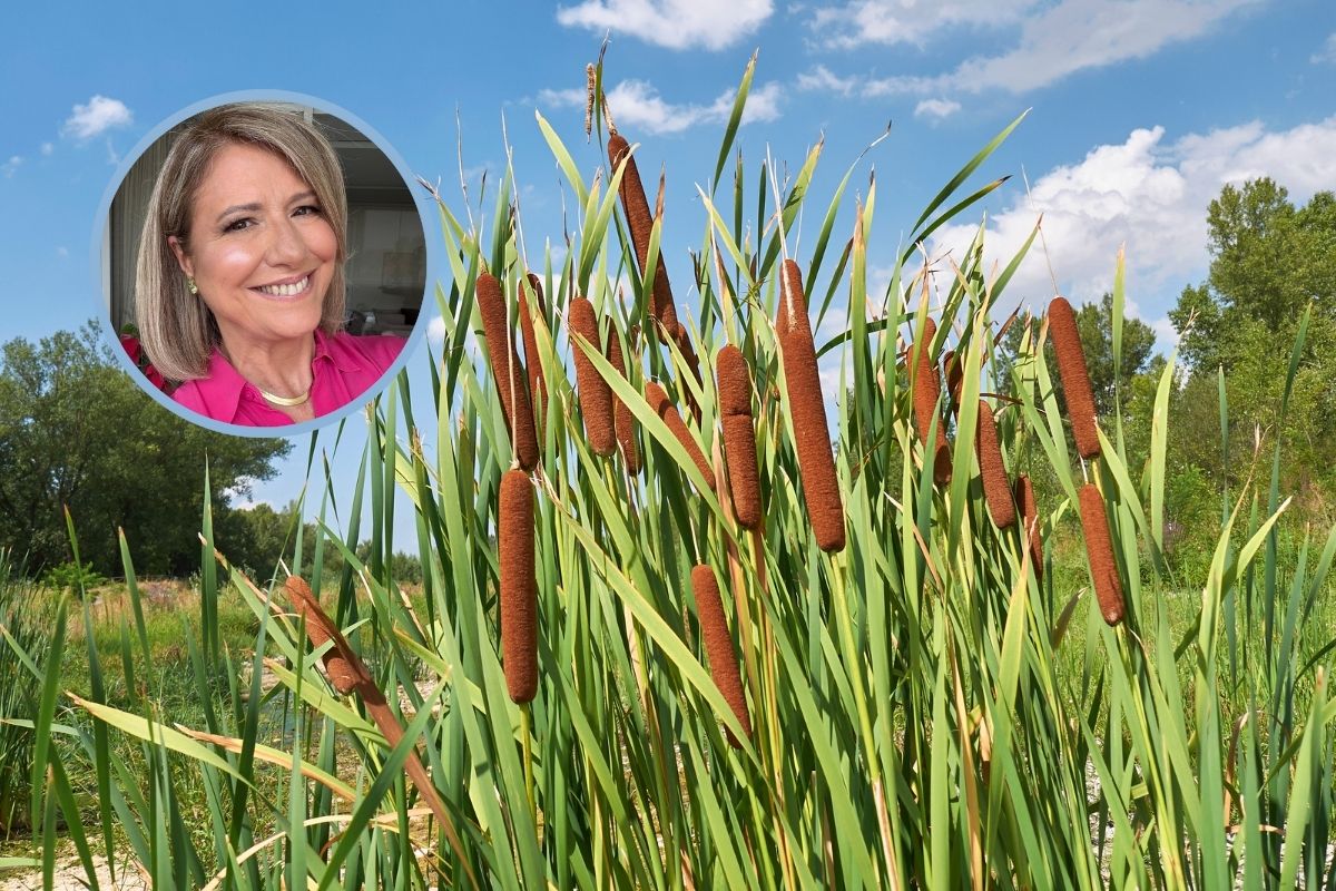 Você já viu essa planta na natureza, mas talvez não saiba que ela é comestível e medicinal 1 Taboa.