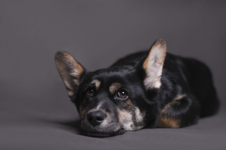 Artrose em cães: nova solução brasileira pode aliviar dores com mais rapidez 2 Artrose em cães.