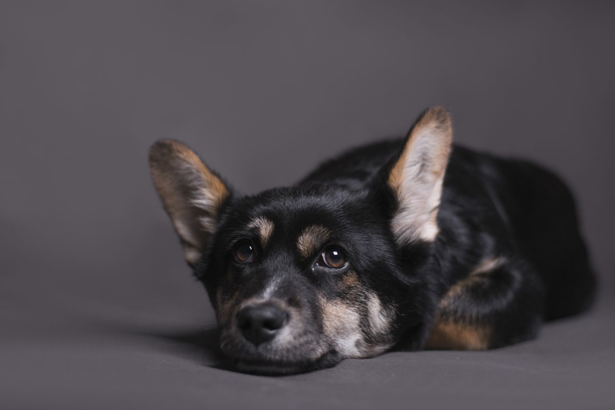 Artrose em cães: nova solução brasileira pode aliviar dores com mais rapidez 1 Artrose em cães.