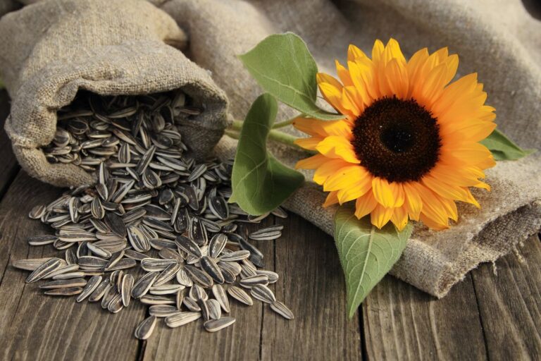 Malefícios do girassol.