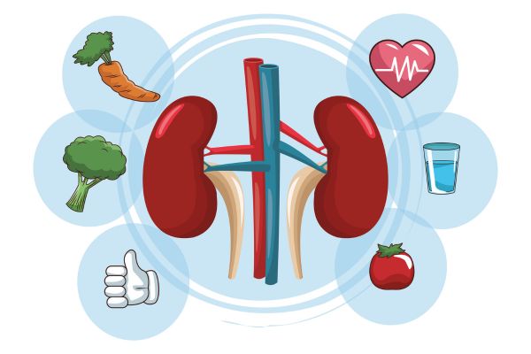 10 medicamentos comuns que podem detonar os seus rins 2 Função Renal.