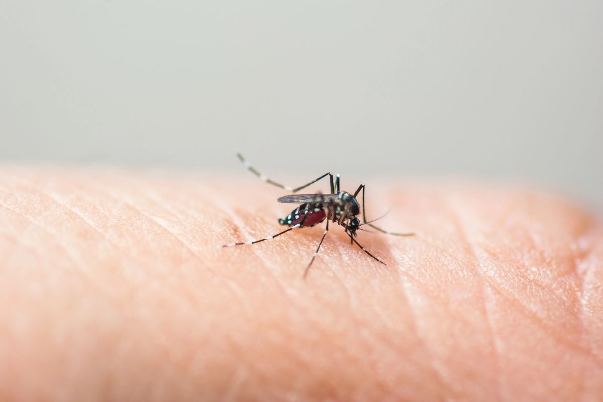 Novo medicamento transforma seu sangue em arma contra mosquitos perigosos (entenda como funciona) 1 Medicamento que mata mosquito