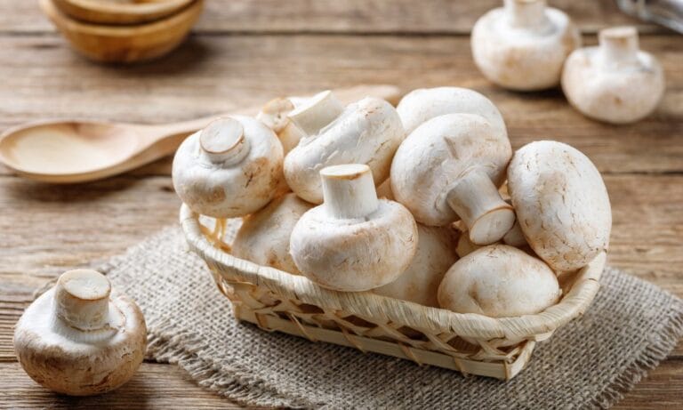 Benefícios do cogumelo: nutrição, saúde e aplicações surpreendentes 3 Benefícios do cogumelo.