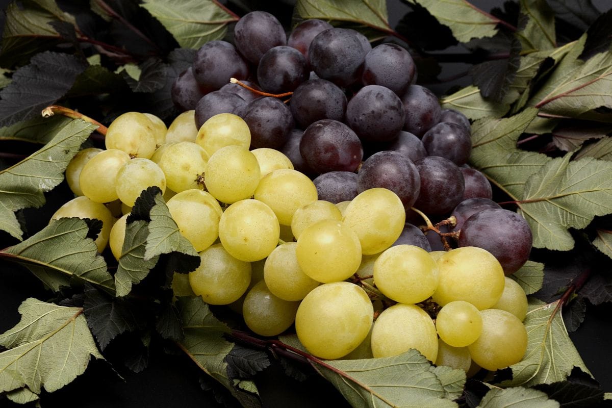 8 benefícios da uva: descubra como essa fruta pode proteger seu coração, pele e até ajudar na dieta 1 Benefícios da uva.