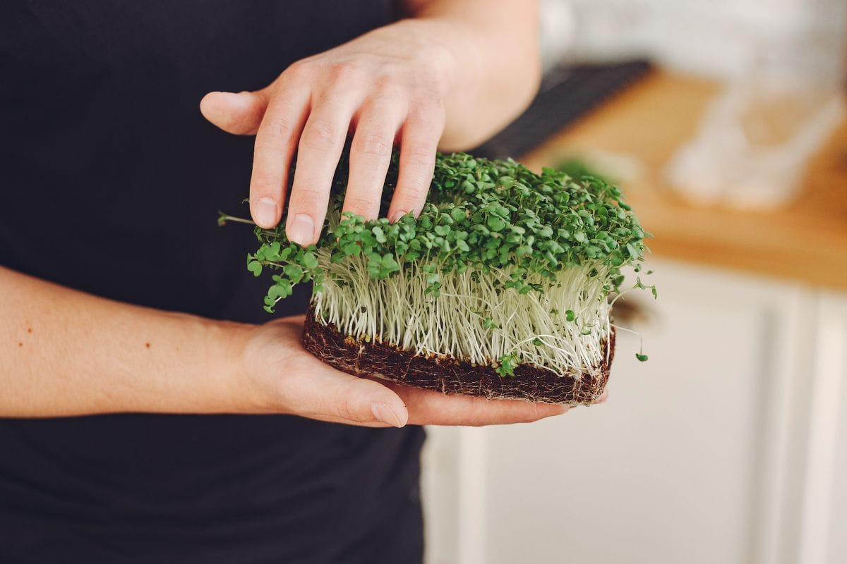 Microgreens de cereais: o novo superalimento que pode transformar sua saúde 1 microgreens de cereais.