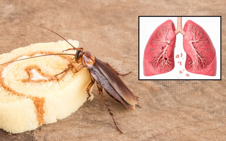 Não é só nojo: o que há nas fezes das baratas pode afetar seus pulmões 2 alergia a baratas.