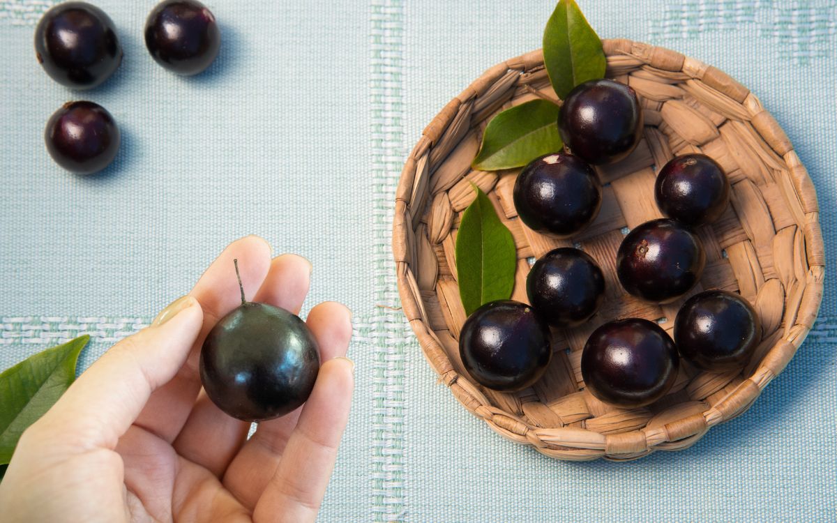 Comer jabuticaba pode ajudar o cérebro e até controlar o apetite; entenda 1 Benefícios da jabuticaba.