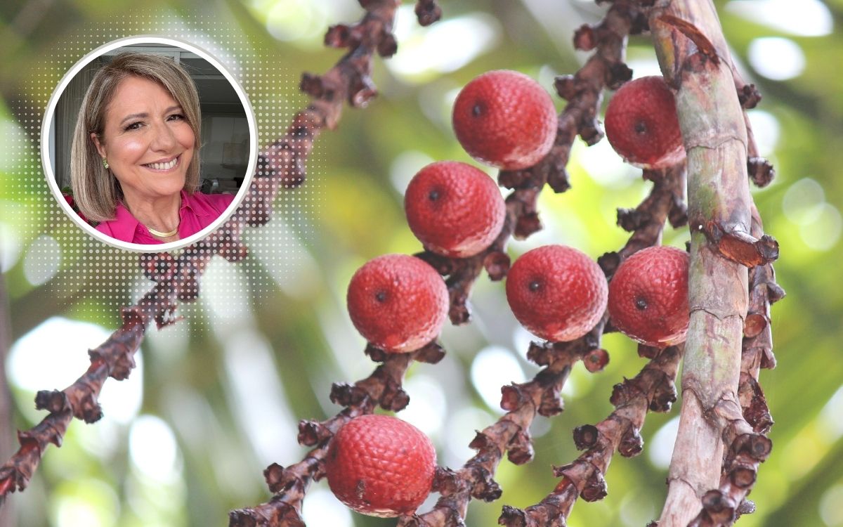 Nutricionista: buriti e outros frutos amazônicos mostram potencial anticâncer 1 Carotenoides.