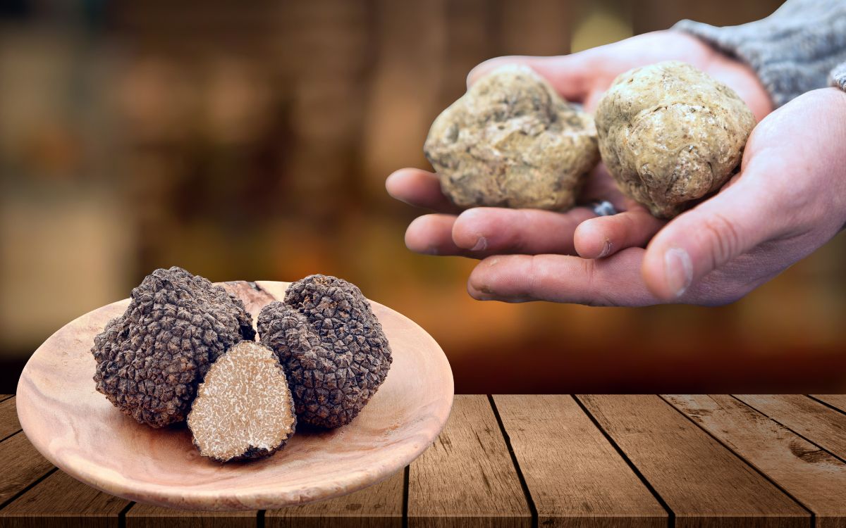 Trufas negras e brancas: por que pesquisadores estão de olho nesse tesouro natural 1 Trufas negras e brancas.