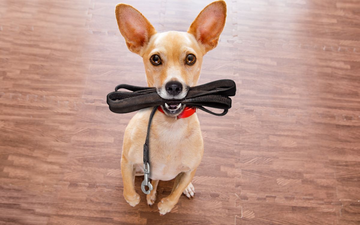 benefícios de ter um cachorro.