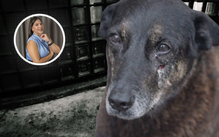 Cão orelha e teoria do apego