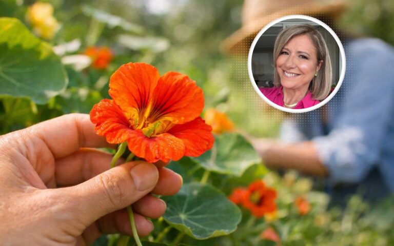 Flor comestível capuchinha.