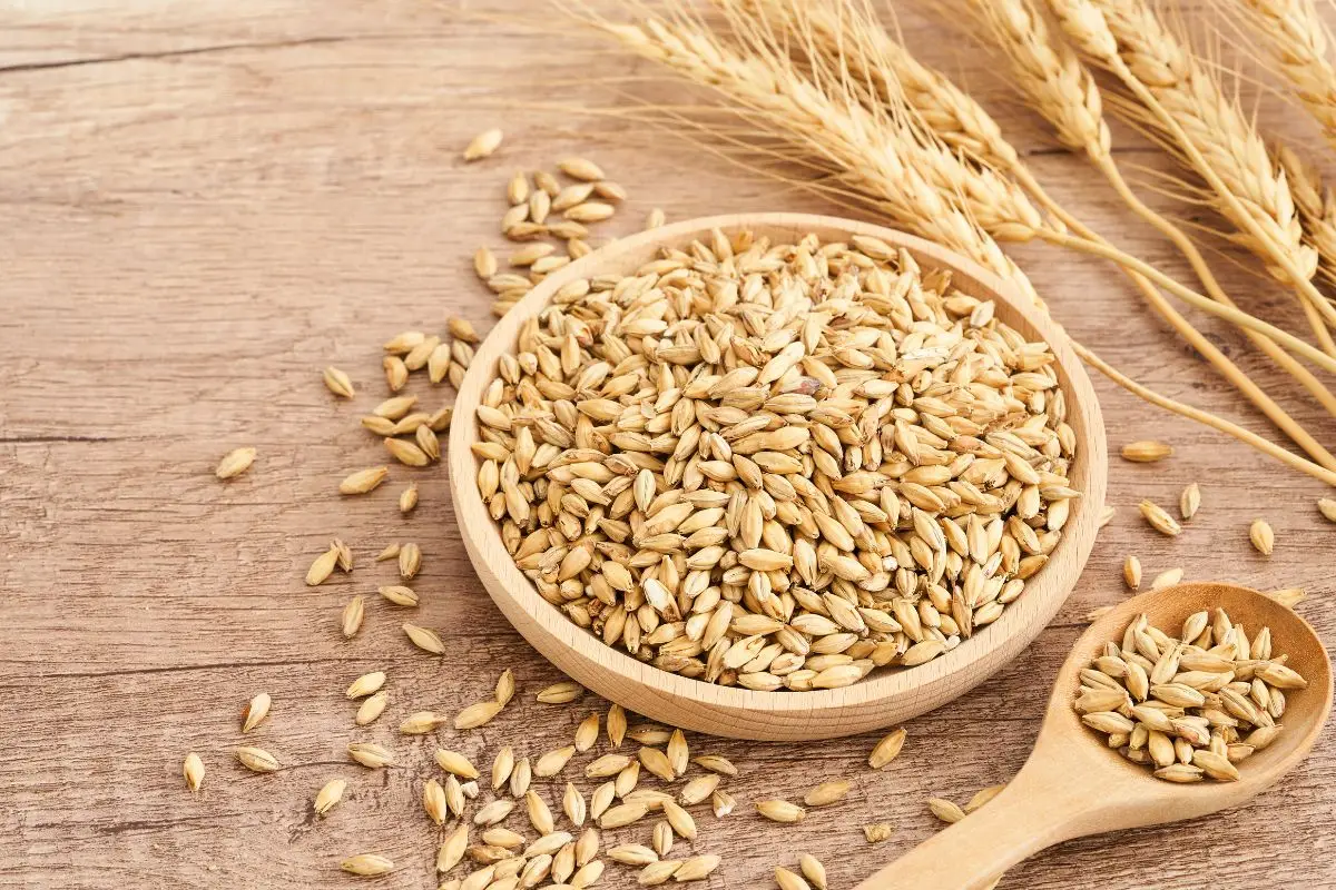 benefícios da cevada.