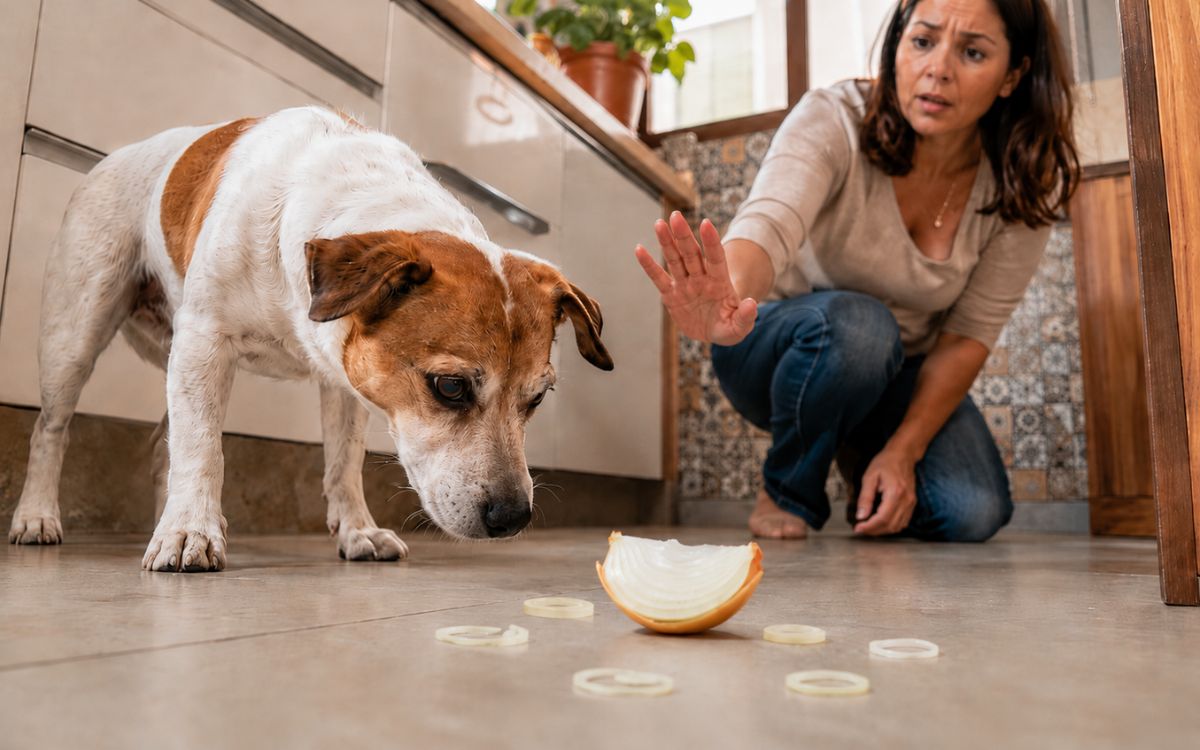 Cebola faz mal para cachorro? Entenda o perigo real e os sintomas 1 Cebola faz mal para cachorro