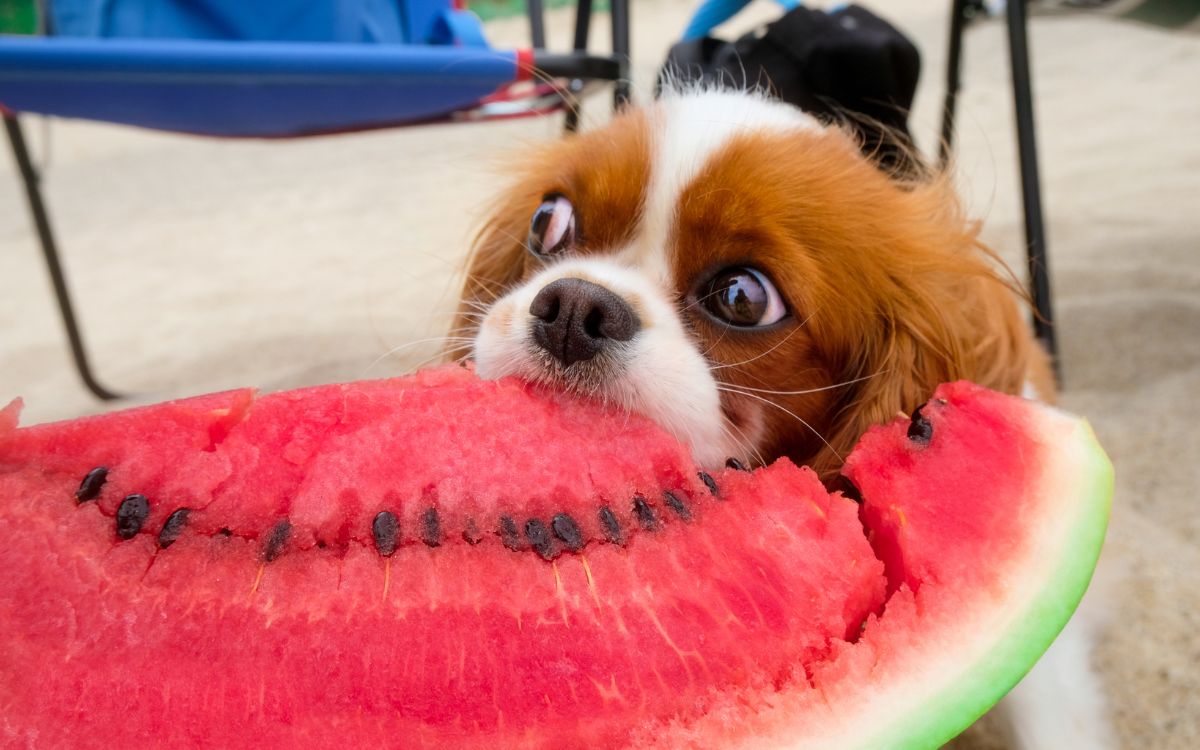 Cão chupando manga? Veja 7 frutas que seu pet pode comer 2 Frutas que o cachorro pode comer