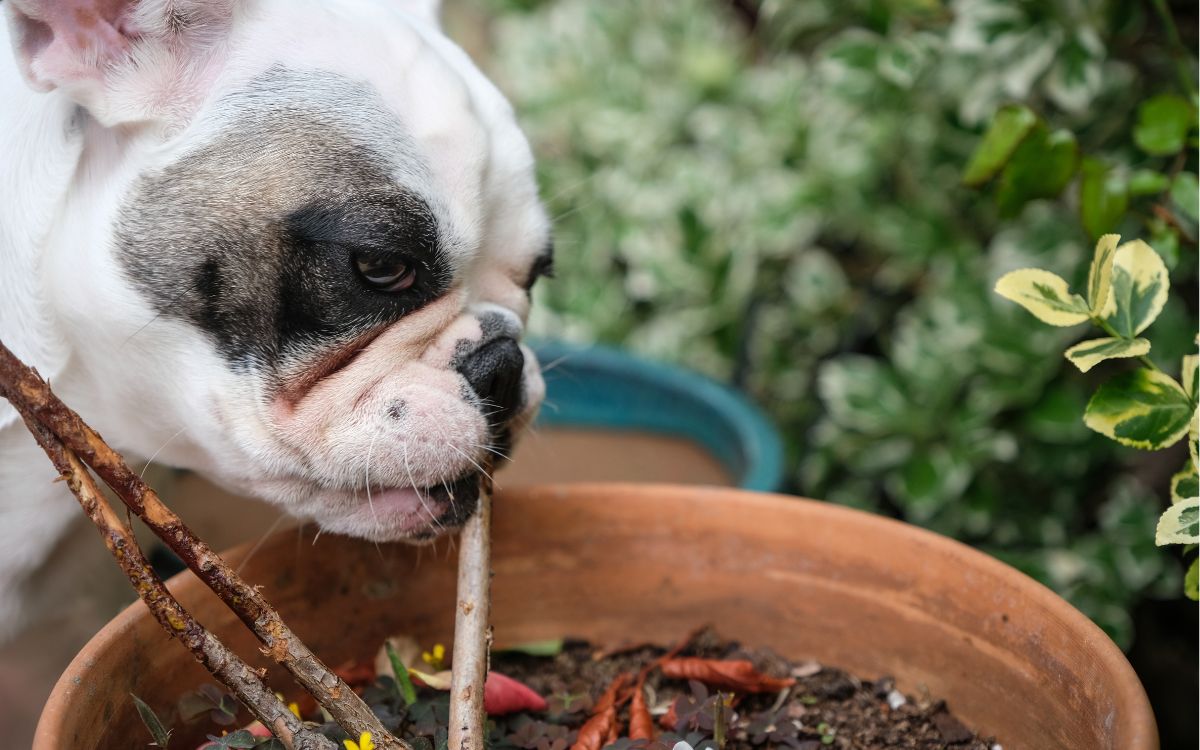 Plantas tóxicas para cães
