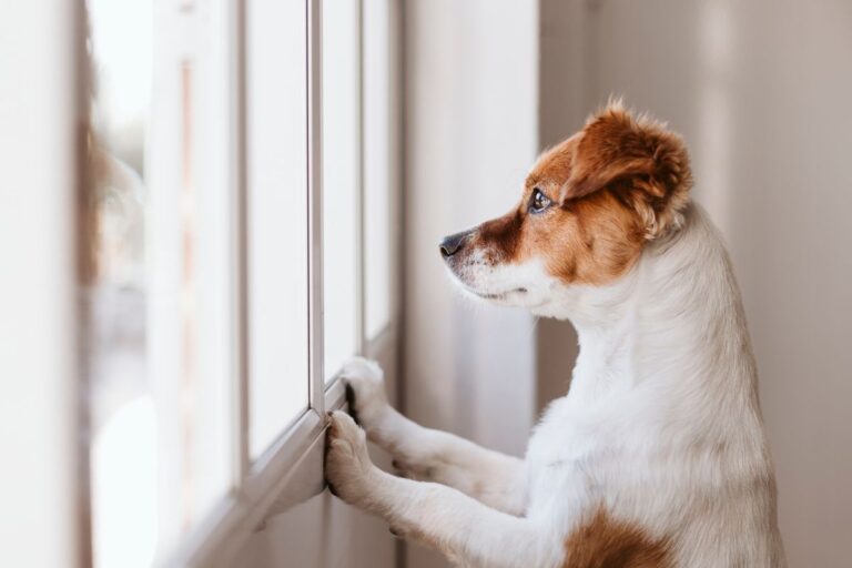 Ansiedade em cachorro: como identificar os sintomas e ajudar seu pet 2 ansiedade em cachorro.