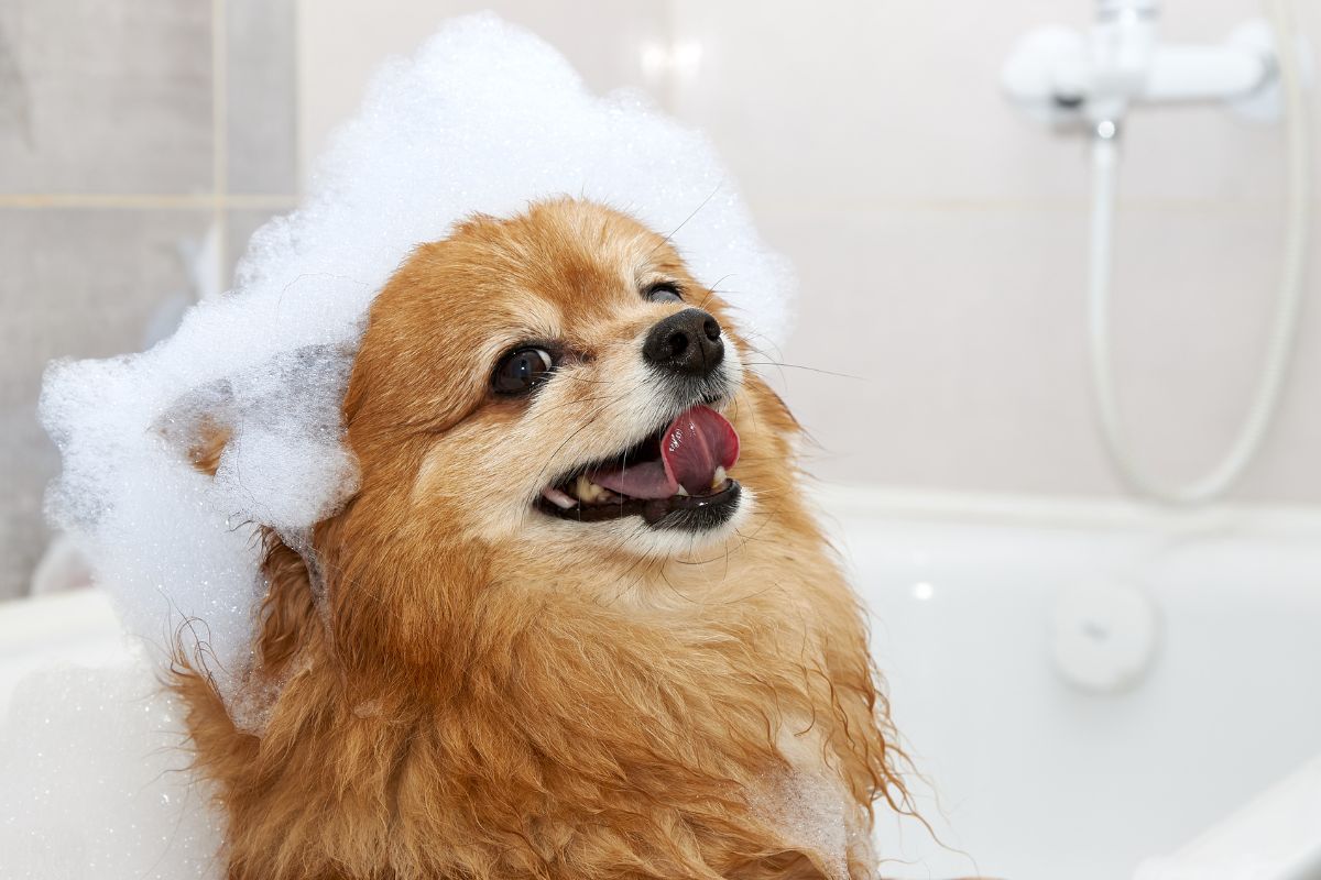 Como dar banho em cachorro em casa: guia prático para economizar sem errar nos cuidados 1 Como dar banho em cachorro.