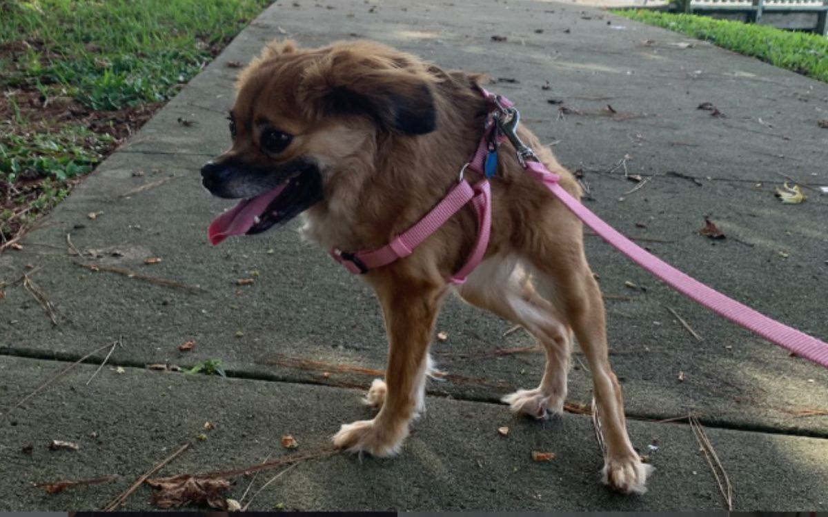 Cachorro cururu