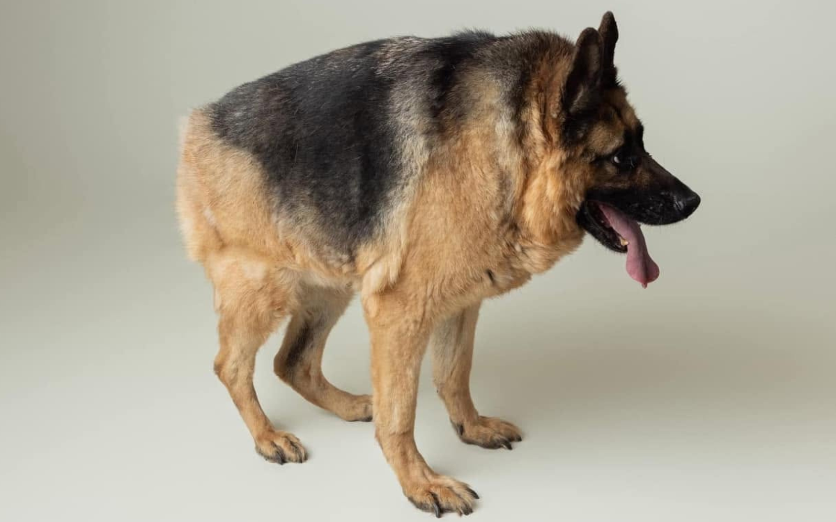 Cachorro cururu