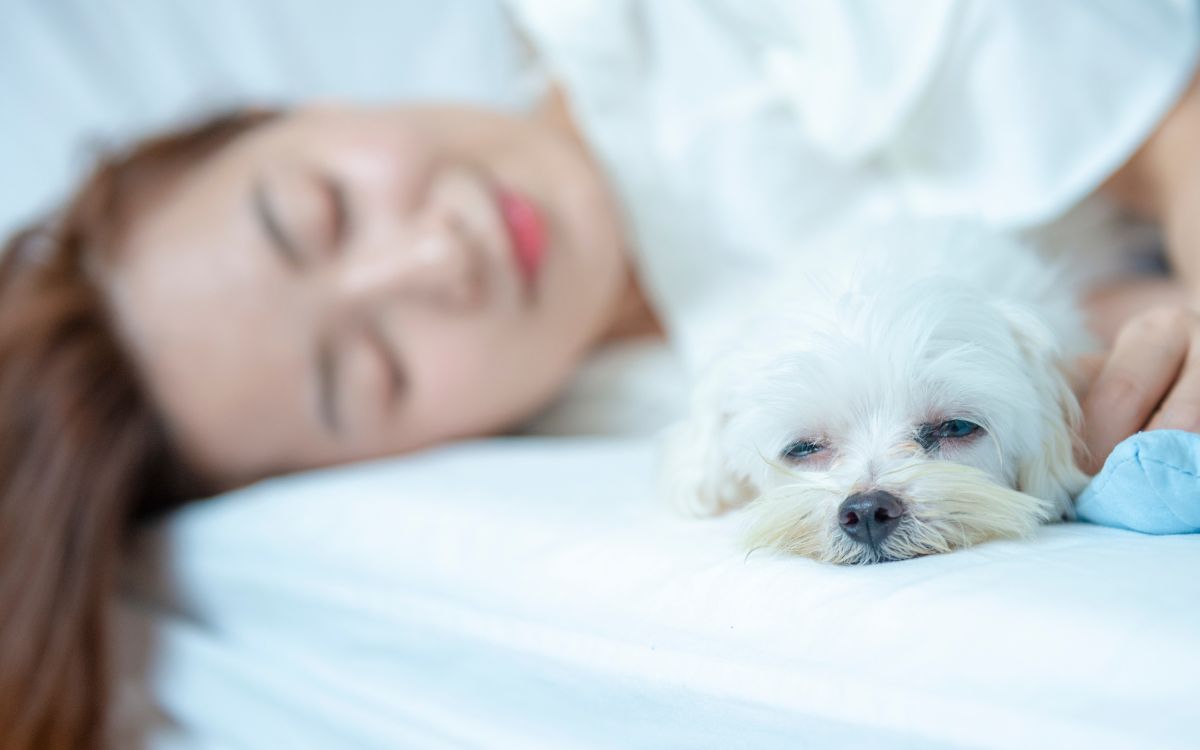 Cachorro pode dormir na cama com o dono? Faz mal? O que saber 2 Cachorro pode dormir na cama com o dono?