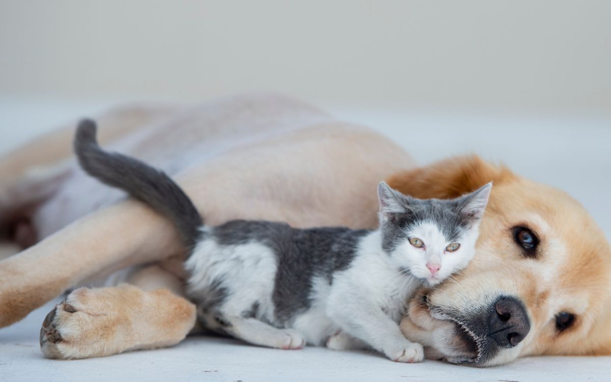 Como acostumar cachorro com gato: o que realmente funciona 2 Como acostumar cachorro com gato