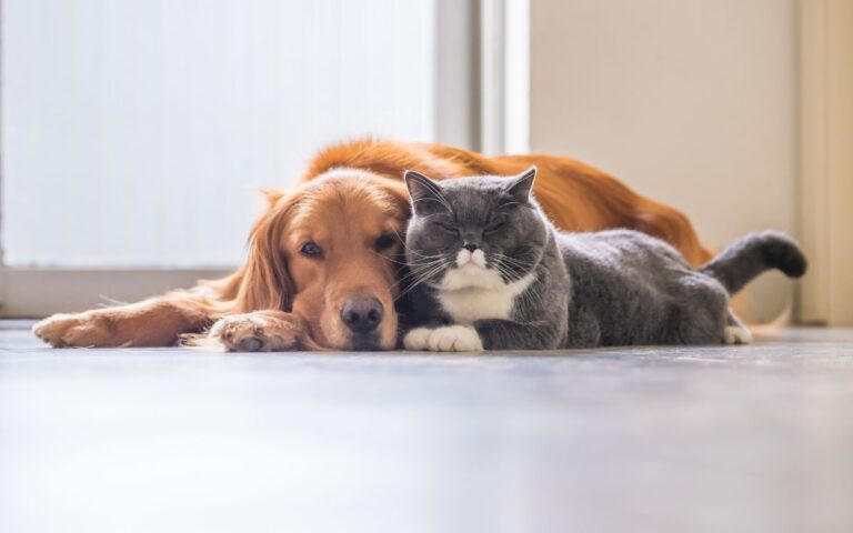 Como acostumar cachorro com gato