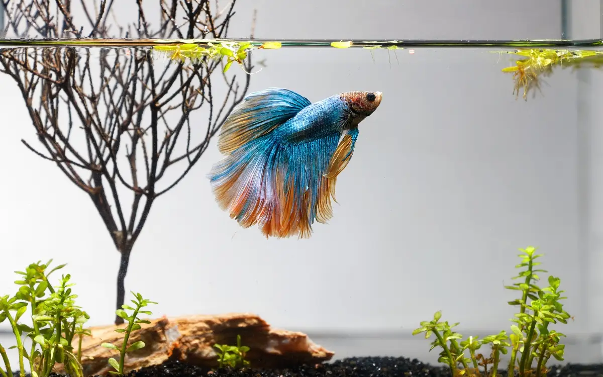 Cuidados com o peixe betta