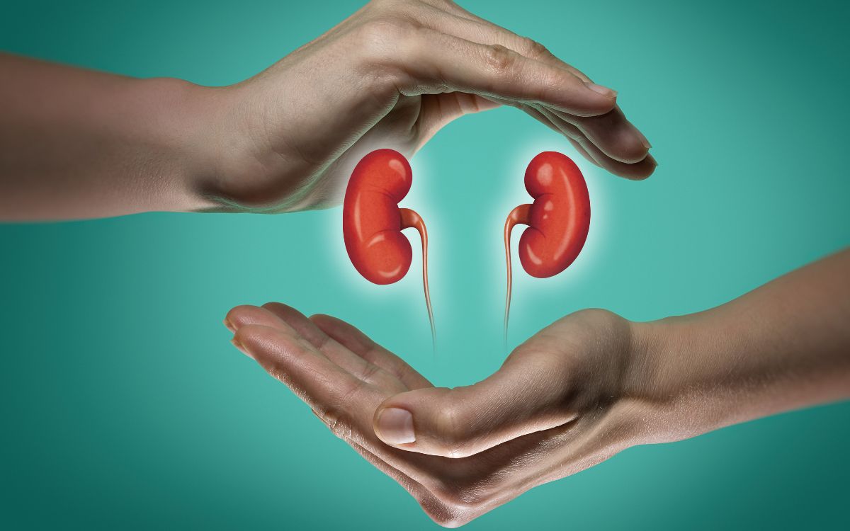 Os rins também envelhecem. Será que uma planta pode ajudar a protegê-los? 1 Envelhecimento dos rins