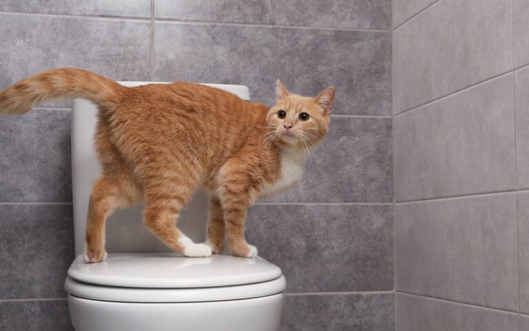 Existe misturinha caseira para o gato parar de marcar território? 2 Existe misturinha caseira para o gato parar de marcar território?