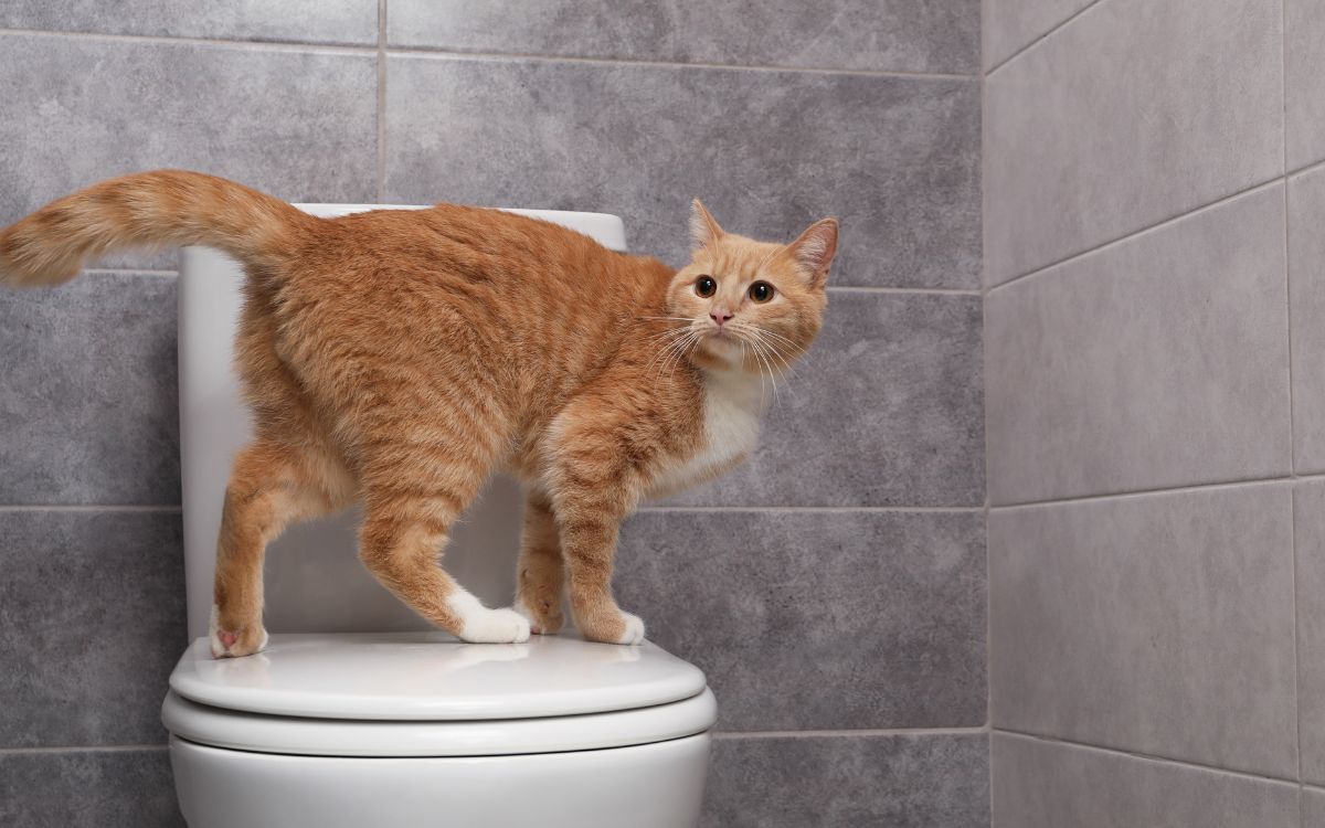 Existe misturinha caseira para o gato parar de marcar território? 1 Existe misturinha caseira para o gato parar de marcar território?