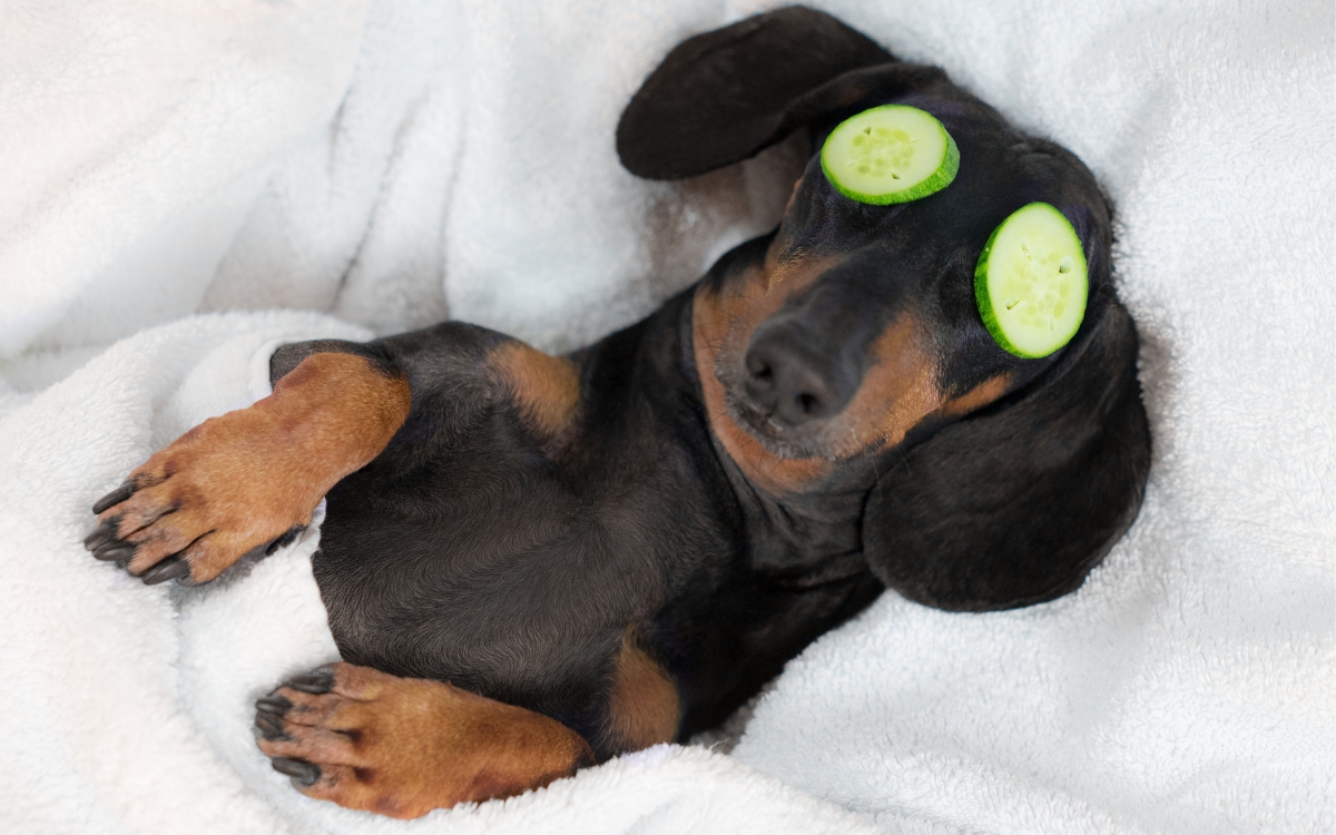 Quantas horas um cachorro dorme por dia