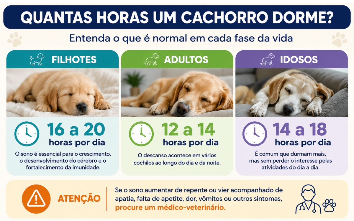 Quantas horas um cachorro dorme por dia