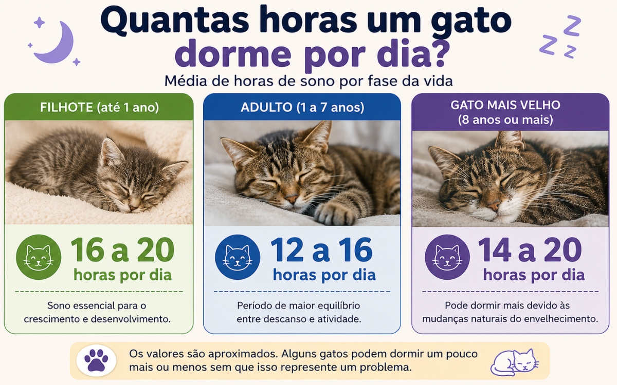 Quantas horas um gato dorme por dia