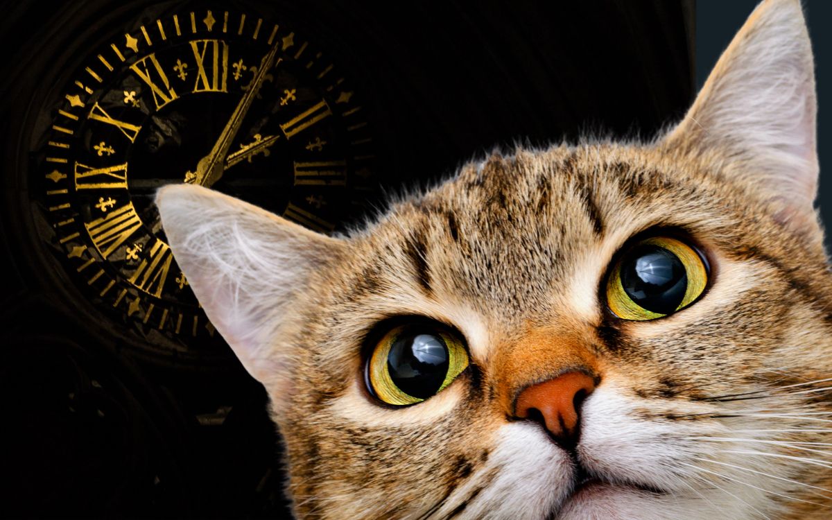 Tabela de idade de gatos