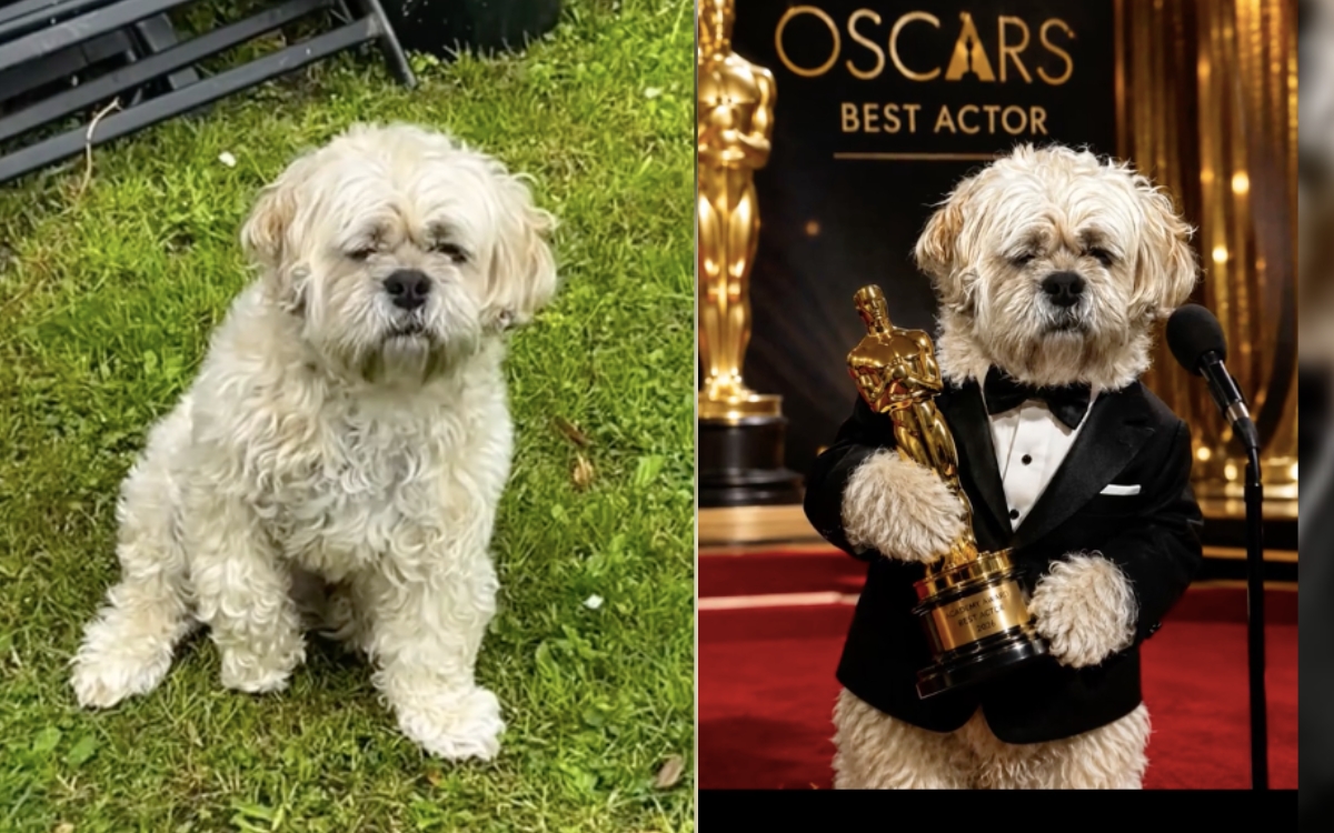 E o Oscar vai para... o cachorro que mancou a noite inteira e, na consulta, saiu correndo 2 Reprodução/TikTok @doggrooming_bydaniella